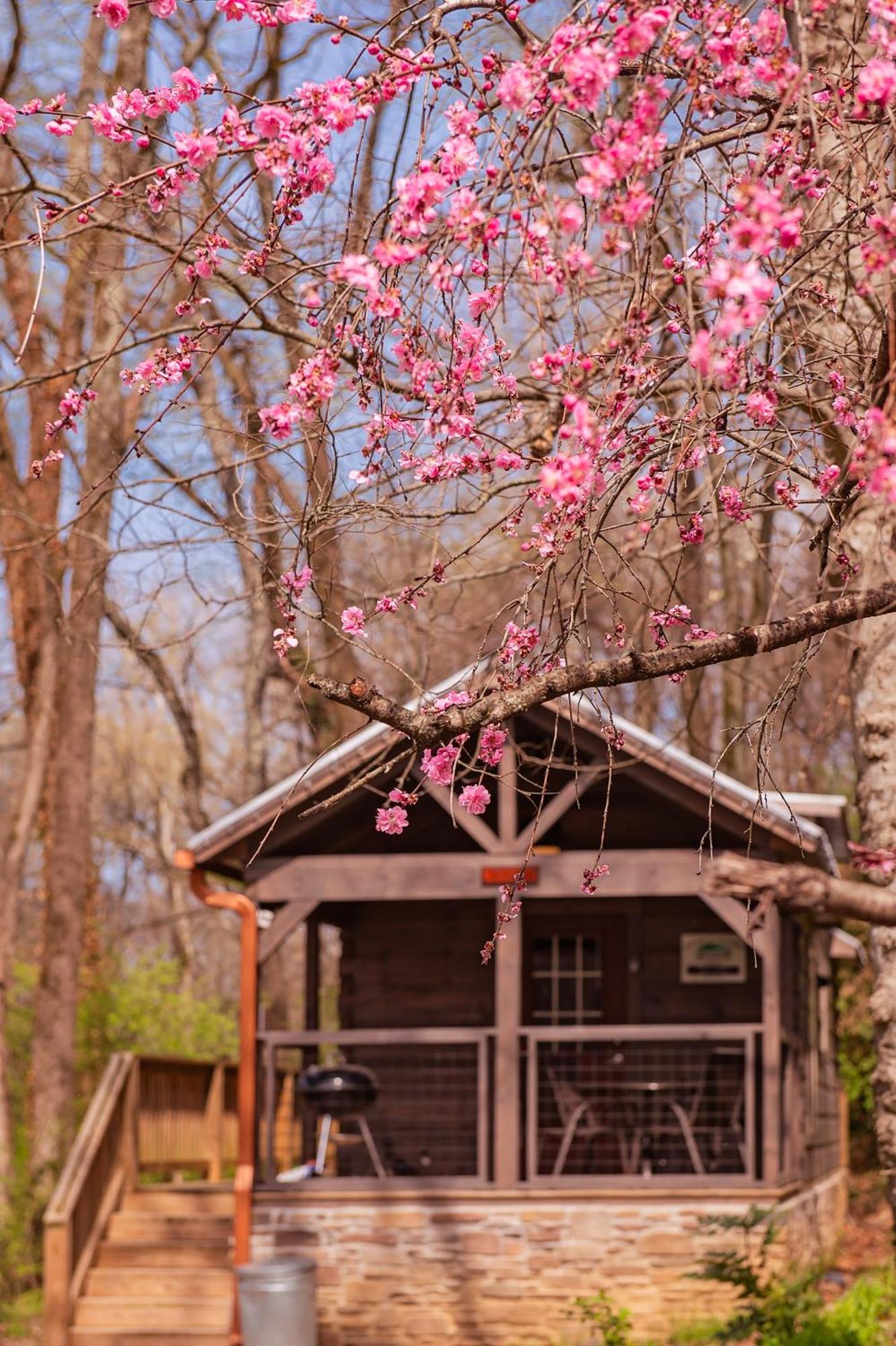 Ryon Tiny Home Cabin City-Side Rustic Retreat Chattanooga Exteriör bild